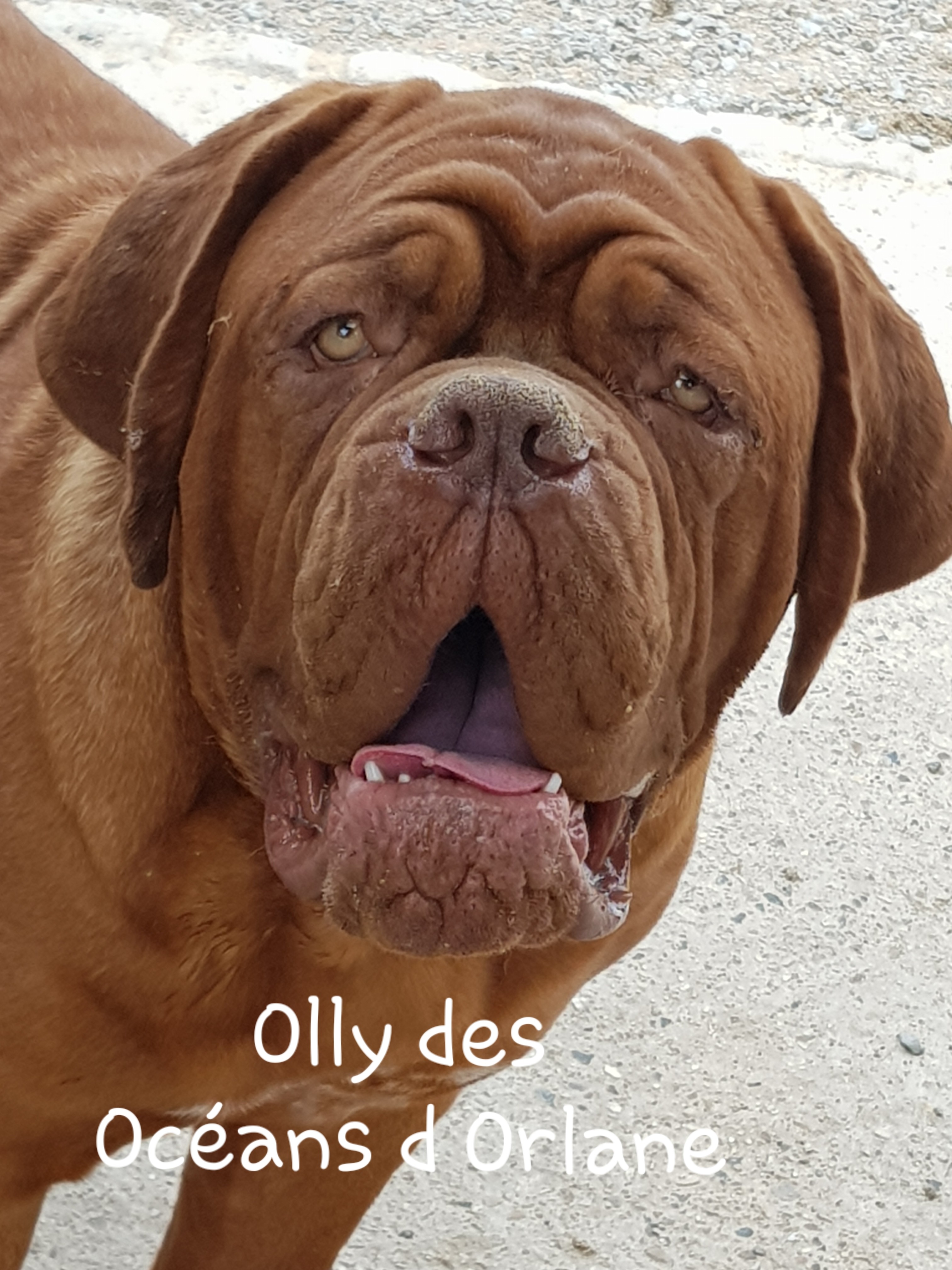 Olly des Océans d'Orlane